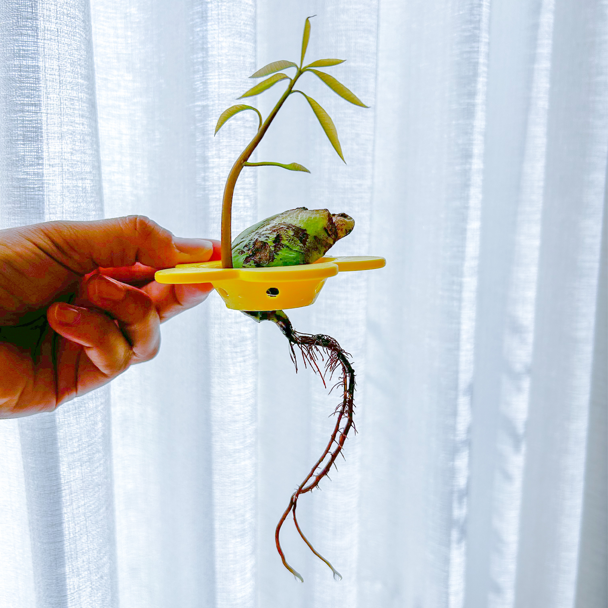 גרעין מנגו מונבט בתוך מתקן הנבטה צהוב של רעות'ס, עם שורש ארוך ומתפצל וגבעול צעיר עם עלים ירוקים, מוחזק ביד על רקע וילון לבן.