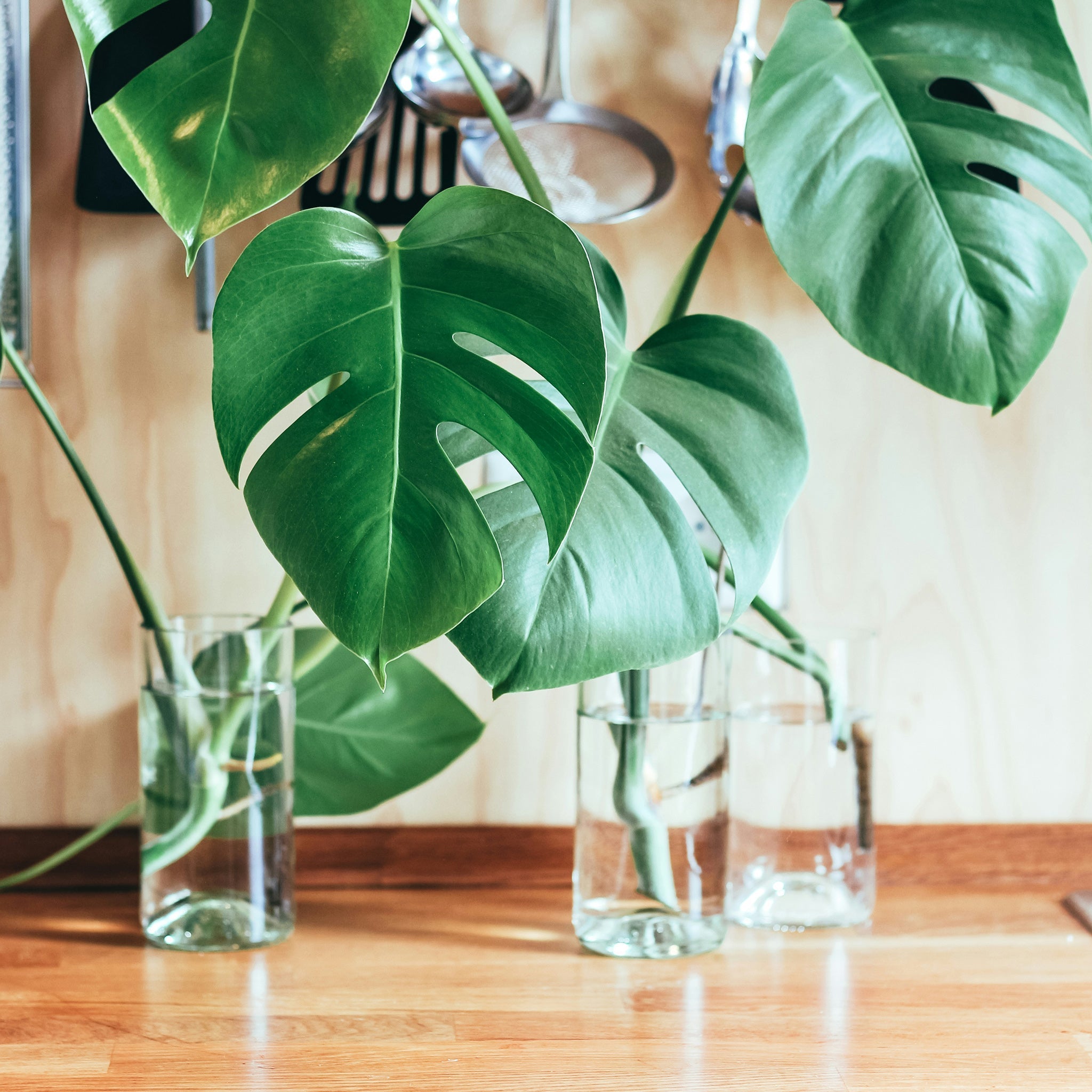 איך לייחר כמו מלכה: מונסטרה דלסיוסה