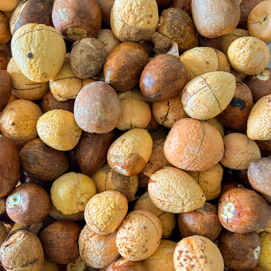 ערימה של גלעיני אבוקדו בגדלים ובמרקמים שונים, חלקם מקולפים וחלקם עם קליפה כהה, לפני תחילת תהליך ההנבטה.