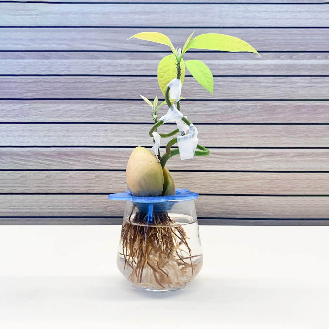 נבט אבוקדו במים מוצב על כוס שקופה עם מתקן הדפסה תלת ממד בצבע כחול, גבעול מפותל המעוצב כבונסאי באמצעות סלוטייפ רפואי ועלים ירוקים בחלק העליון.