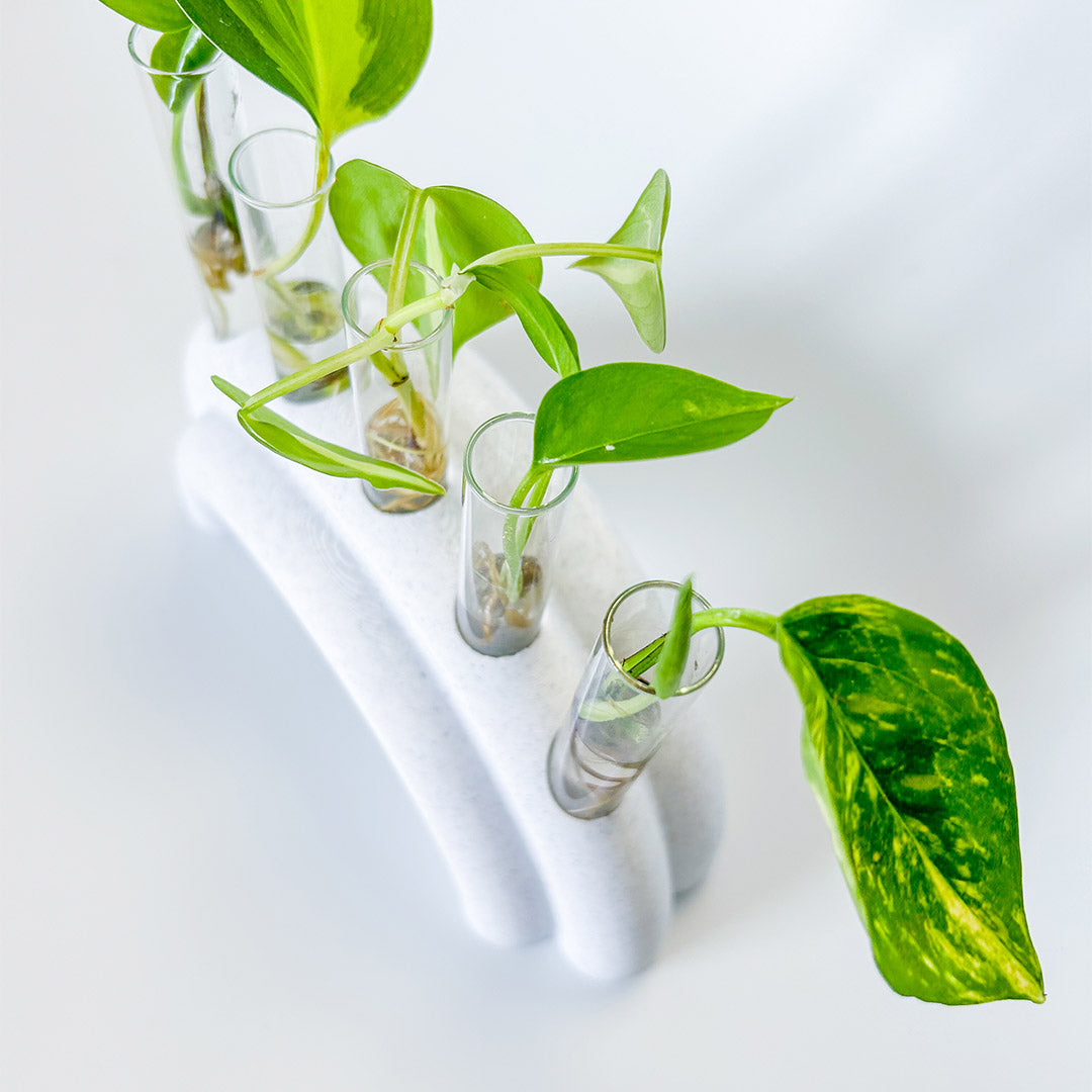 מתקן ייחורים שולחני | ריינבו