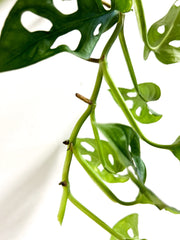 צמח ייחור (משתנה)