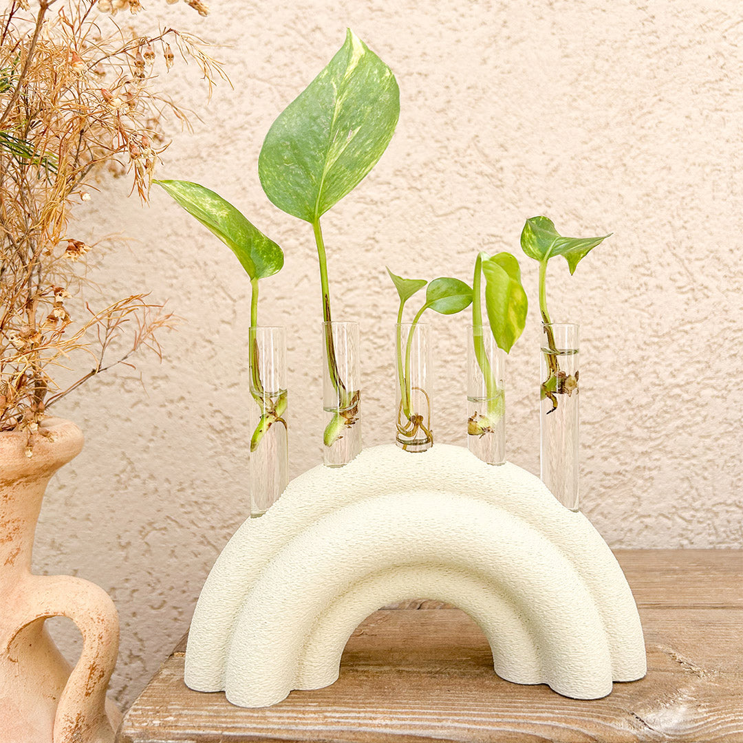 מתקן ייחורים שולחני | ריינבו