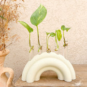 מתקן ייחורים שולחני | ריינבו