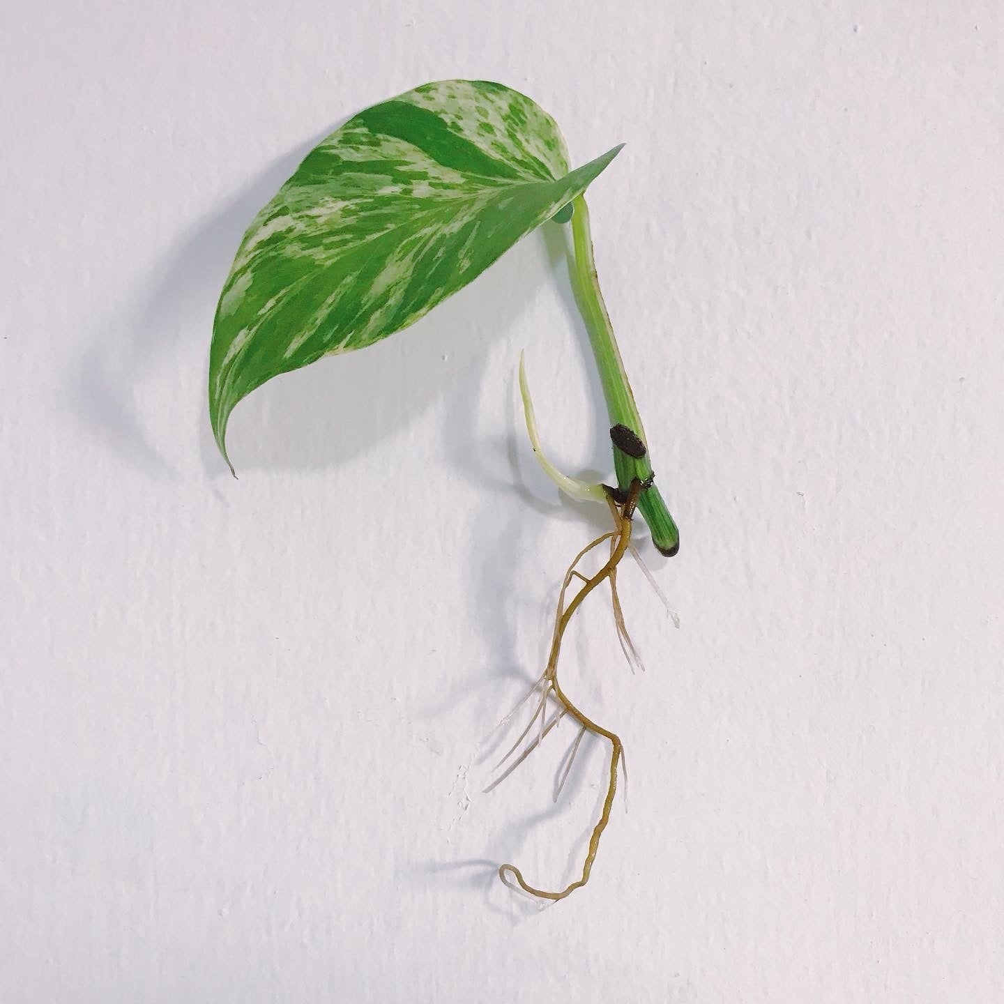 צמח ייחור (משתנה)