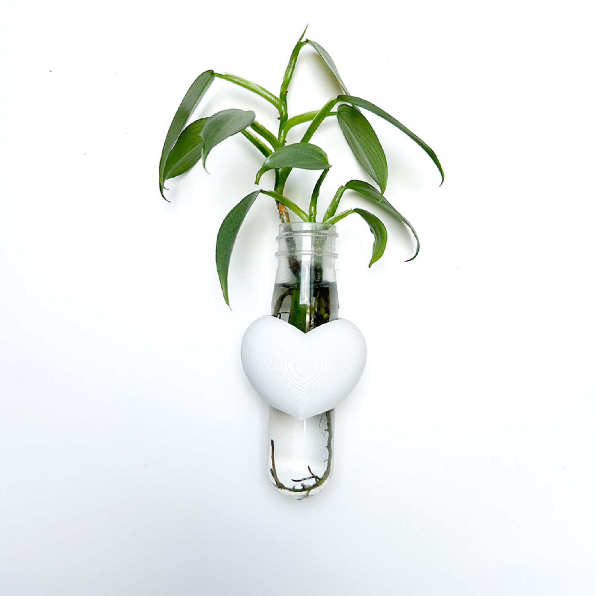 מתקן ייחורים מגנטי | לב