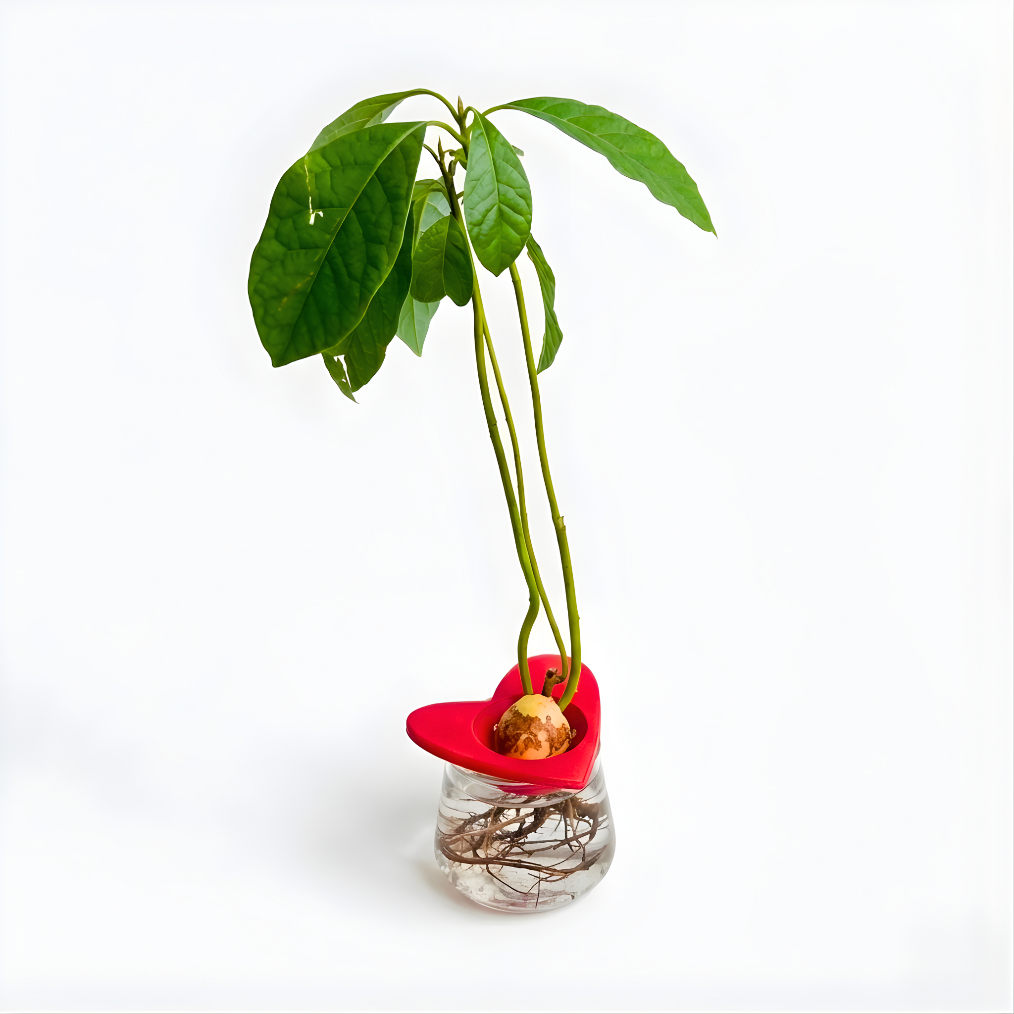 מתקן הנבטה לאבוקדו | לב