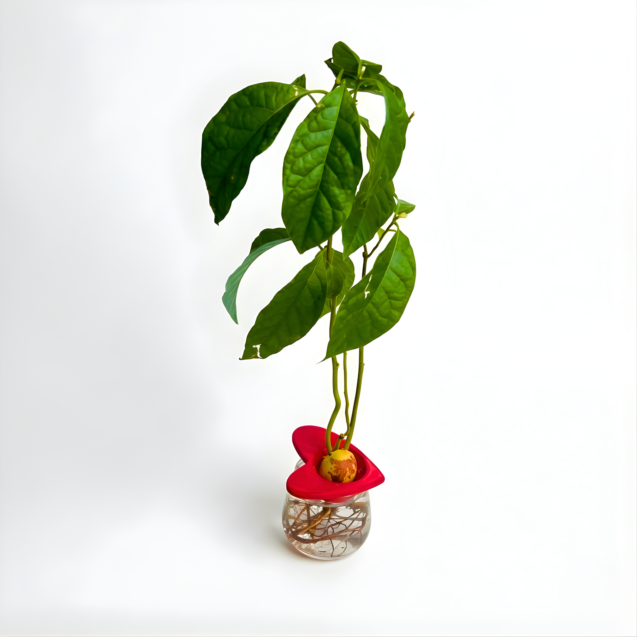 מתקן הנבטה לאבוקדו | לב