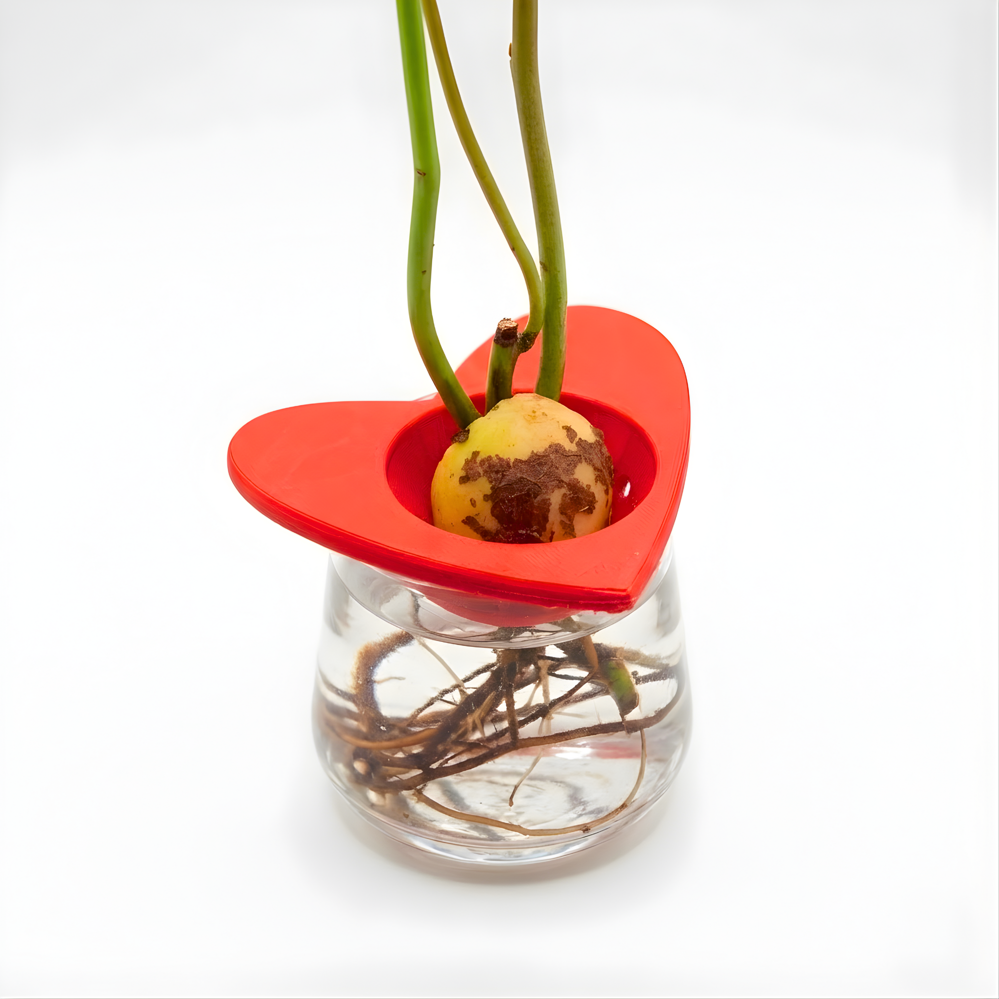 מתקן הנבטה לאבוקדו | לב