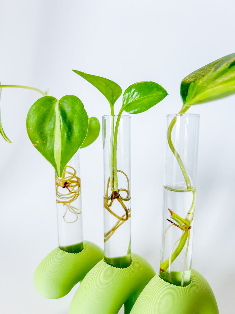 מתקן ייחורים שולחני | ספרינג