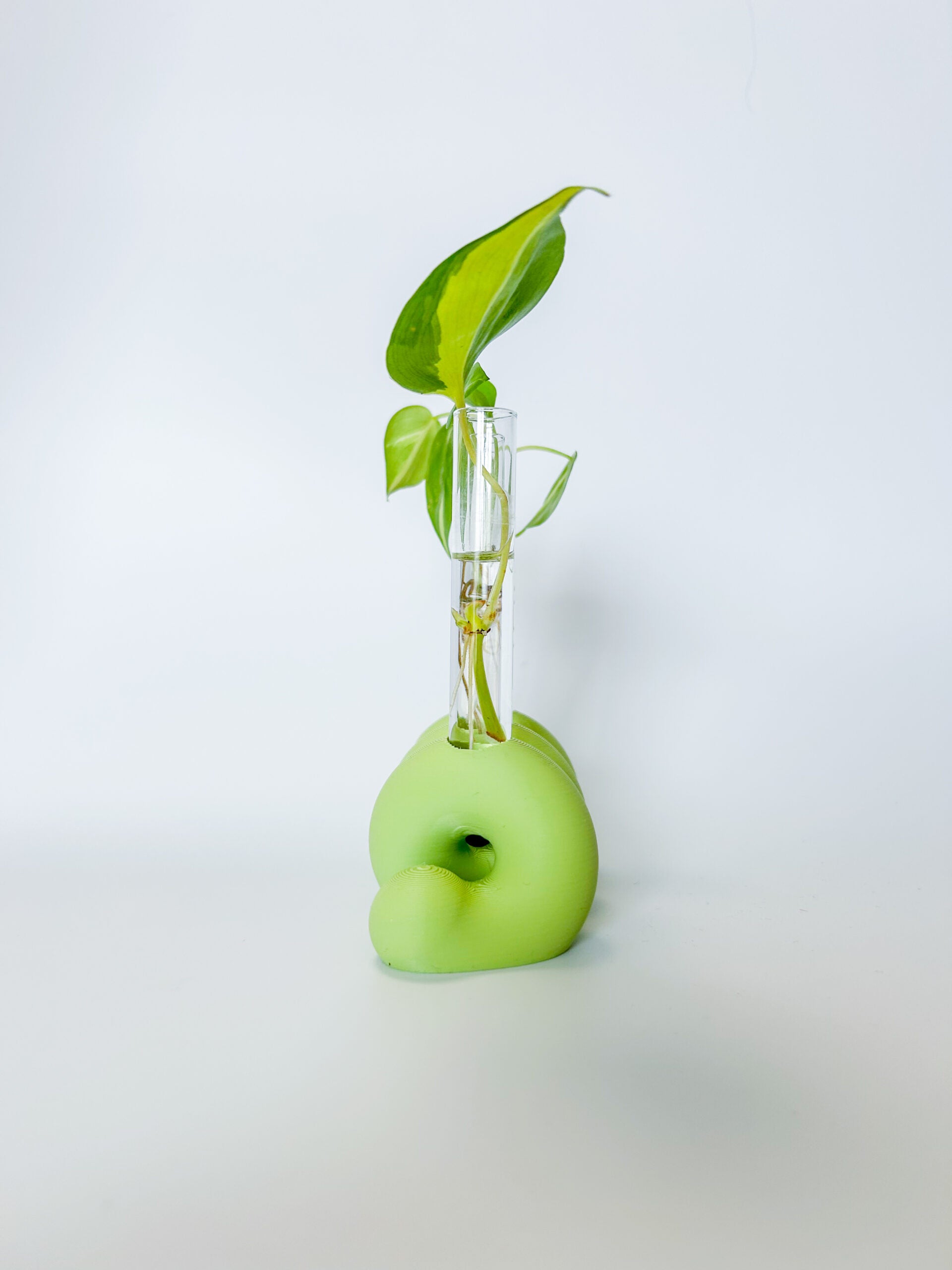 מתקן ייחורים שולחני | ספרינג