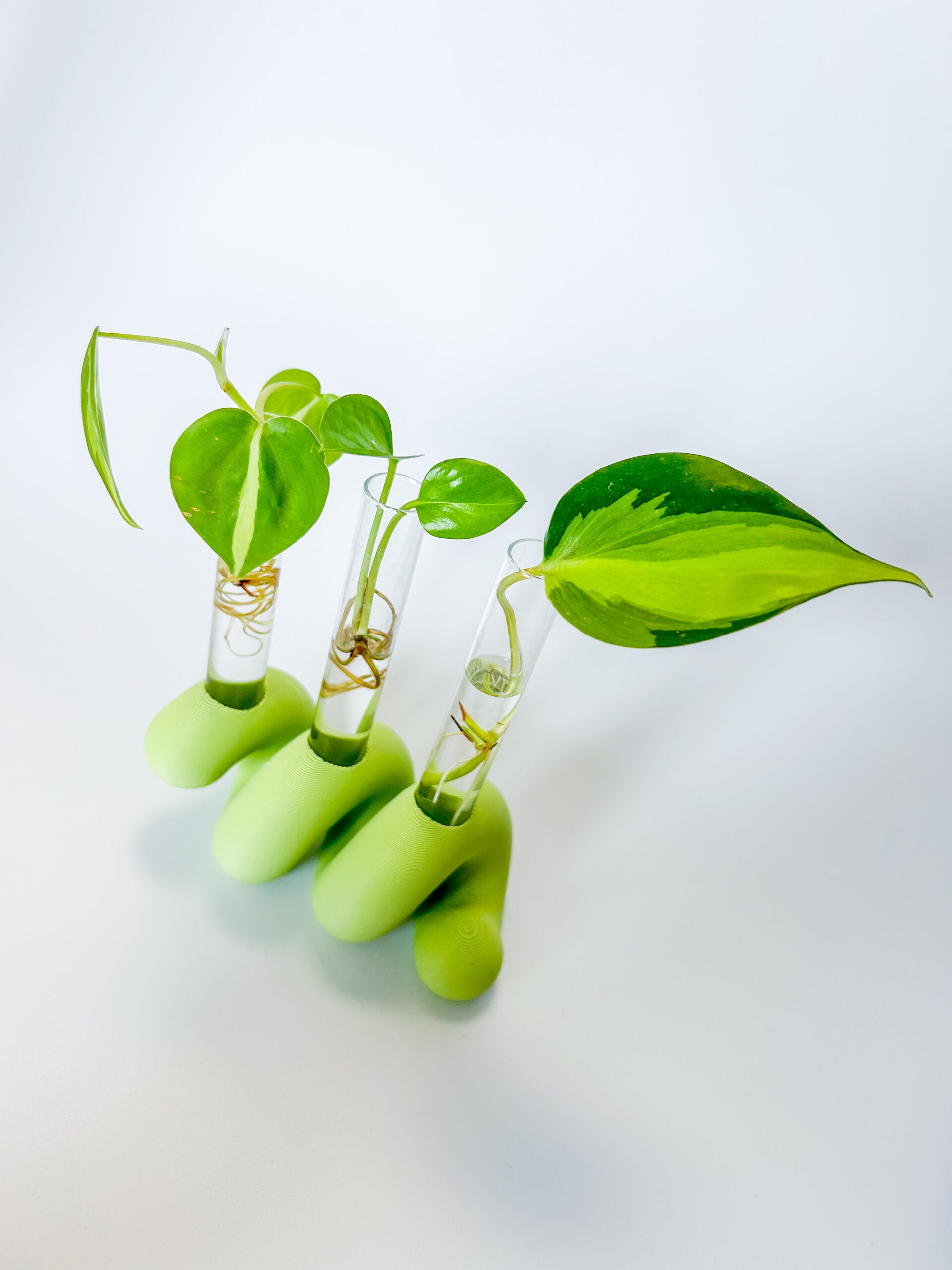 מתקן ייחורים שולחני | ספרינג