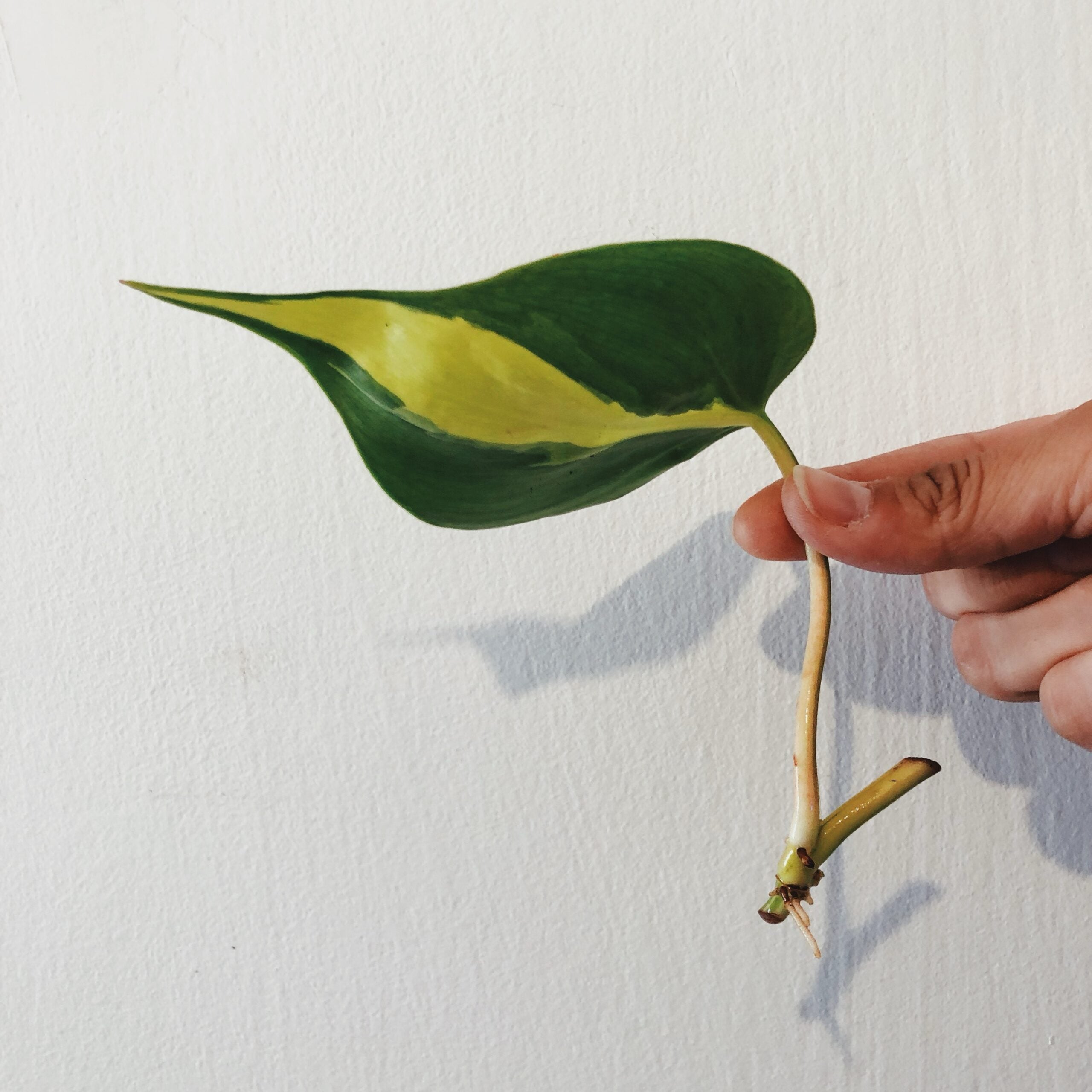 צמח ייחור (משתנה)