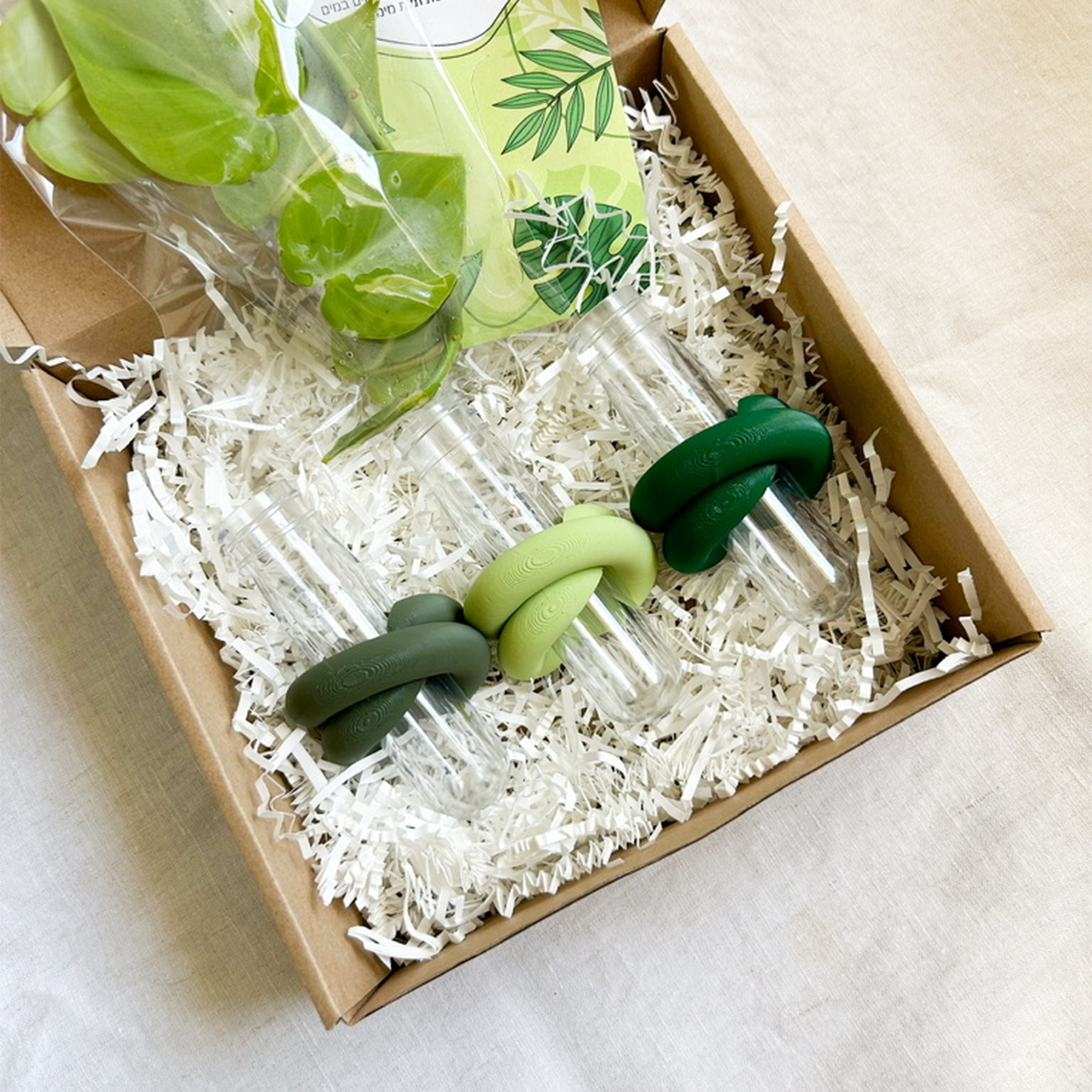 סט שלישיית ייחורונים | המומלצים!