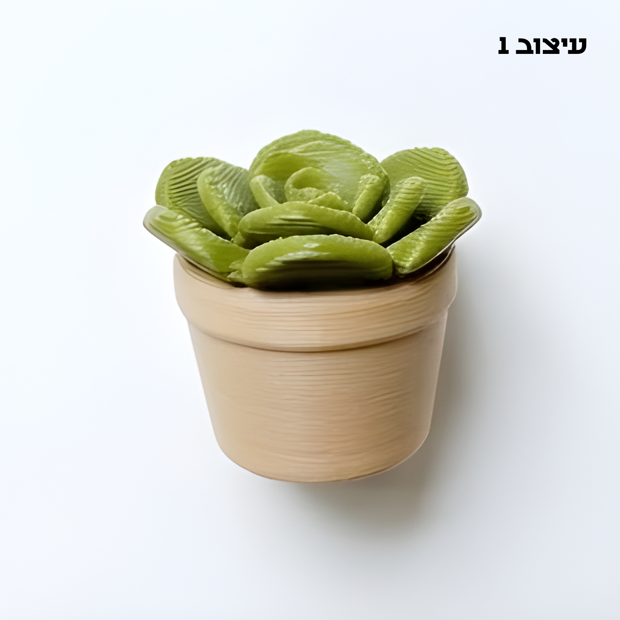 מגנט סוקולנט