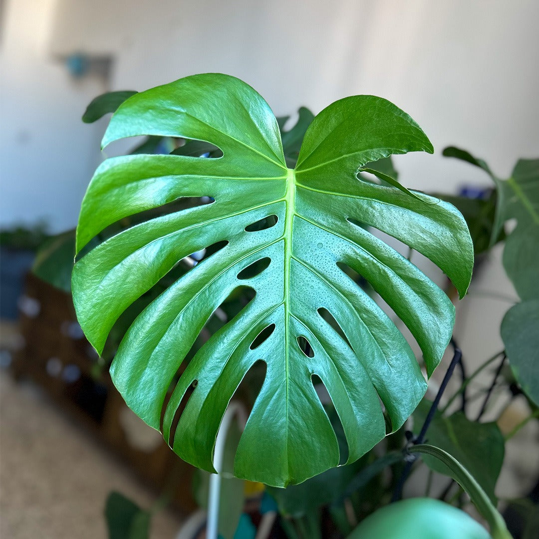 מחזיק מפתחות מונסטרה אלבו