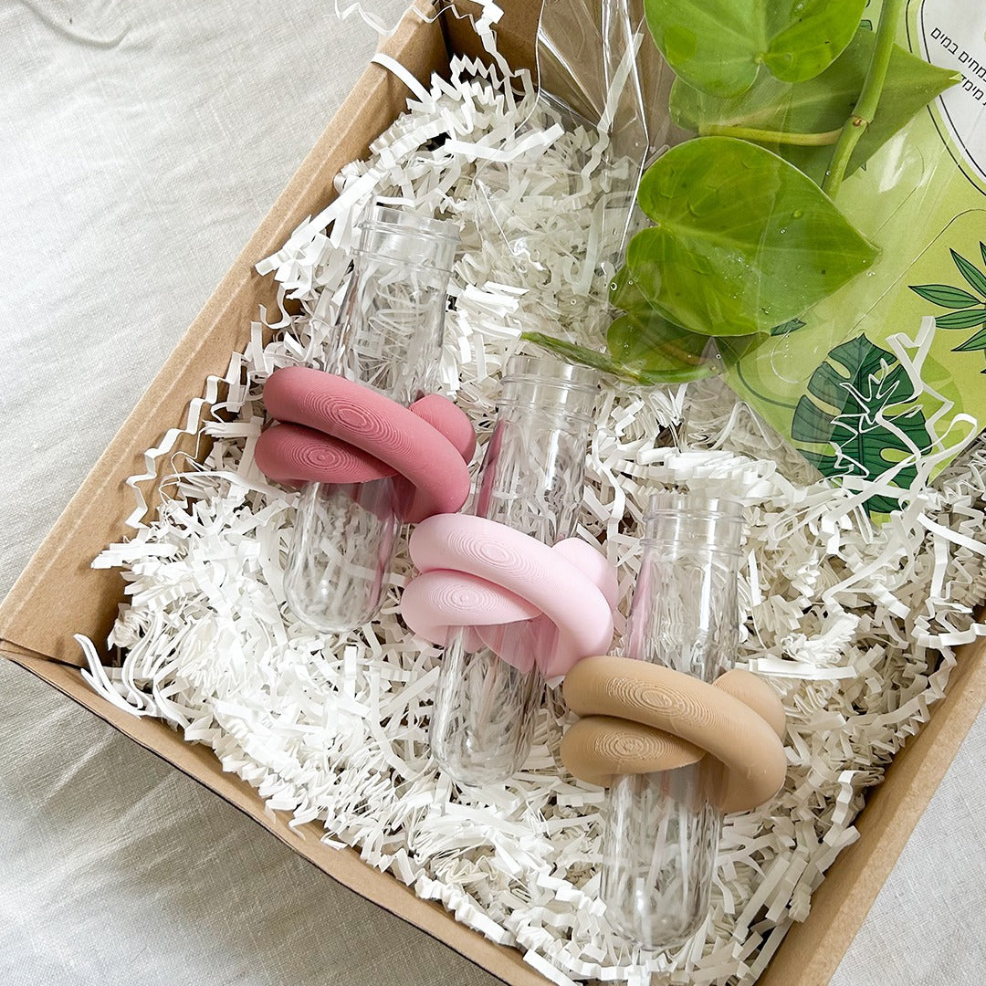 סט שלישיית ייחורונים | המומלצים!