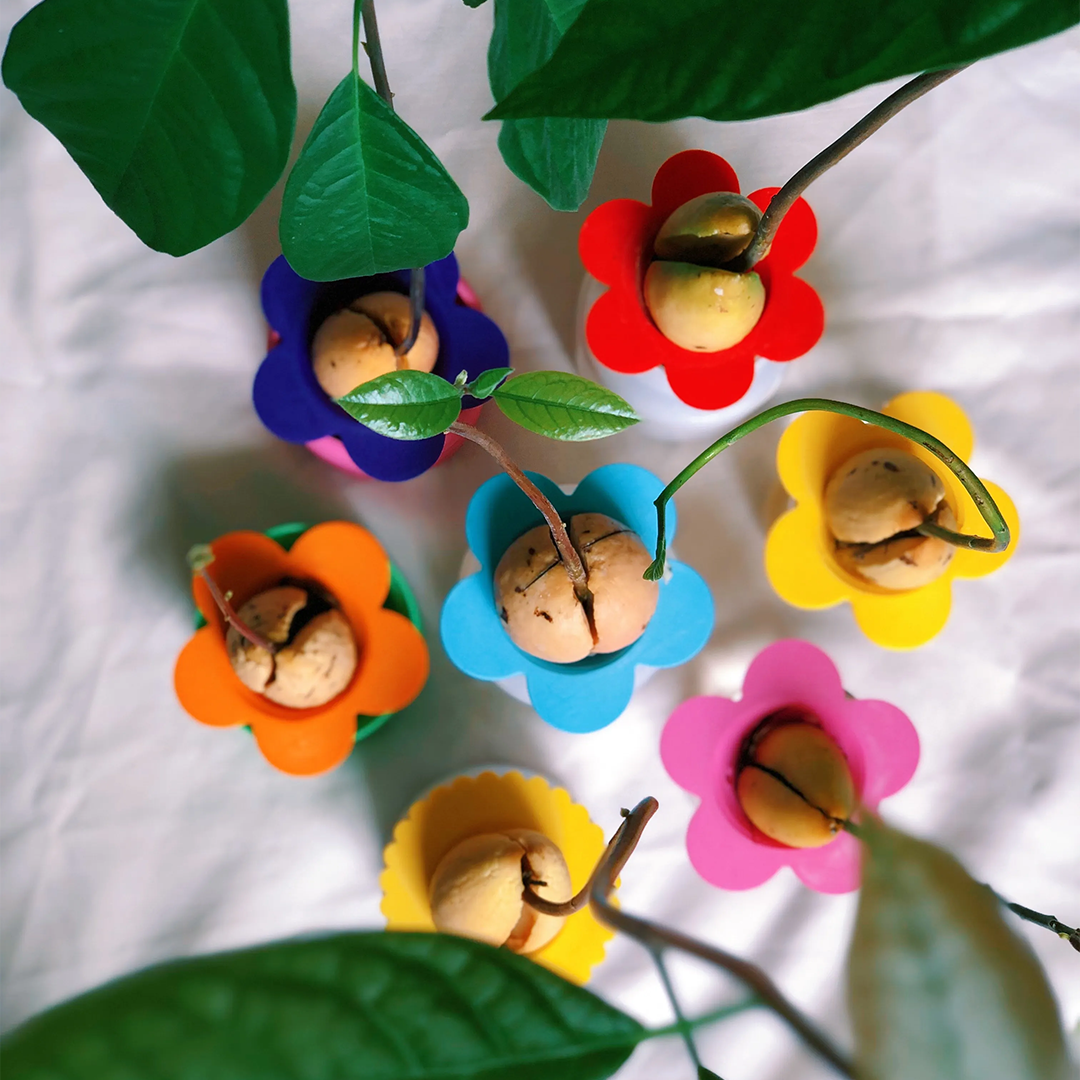 מתקן הנבטה לאבוקדו