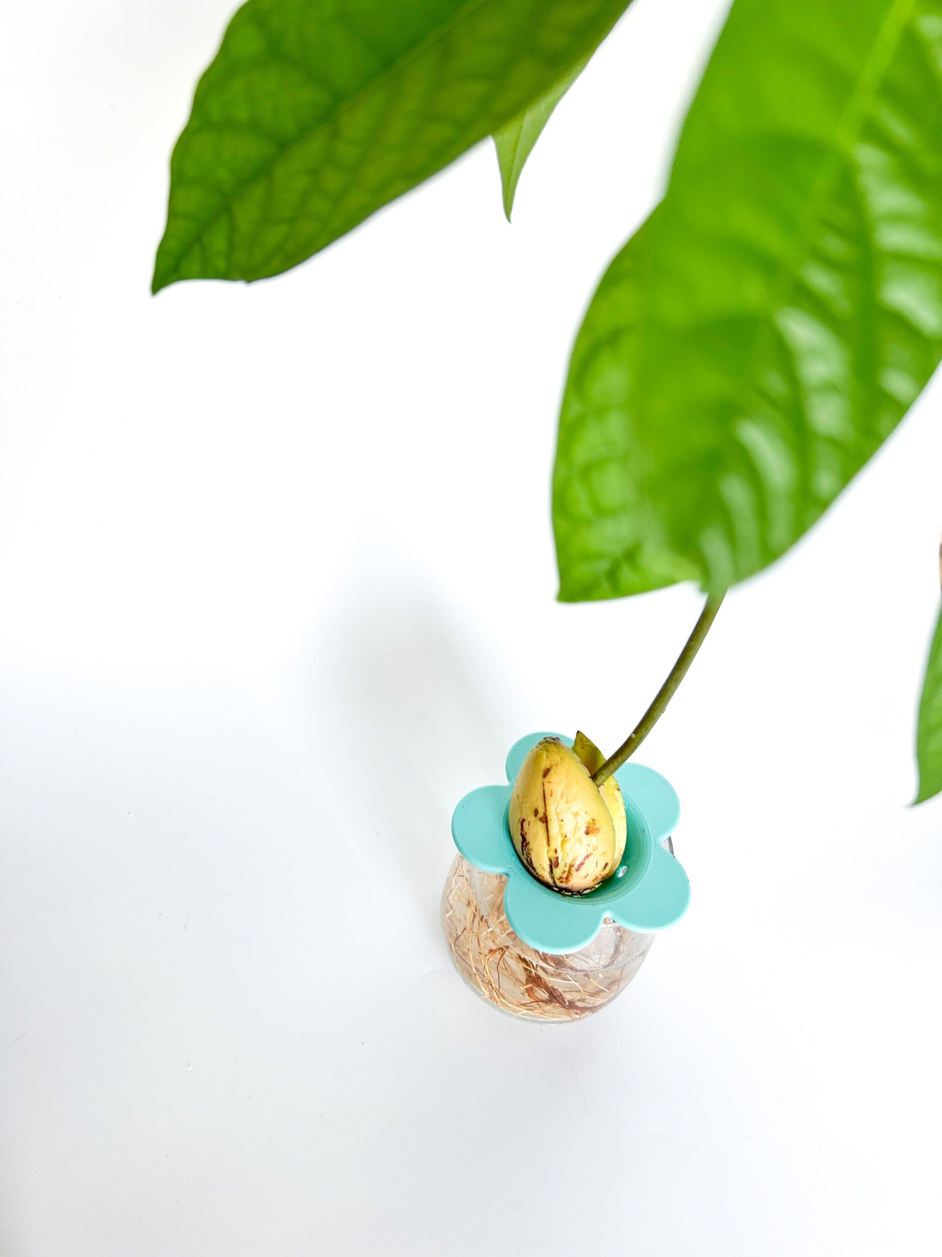 מתקן הנבטה לאבוקדו