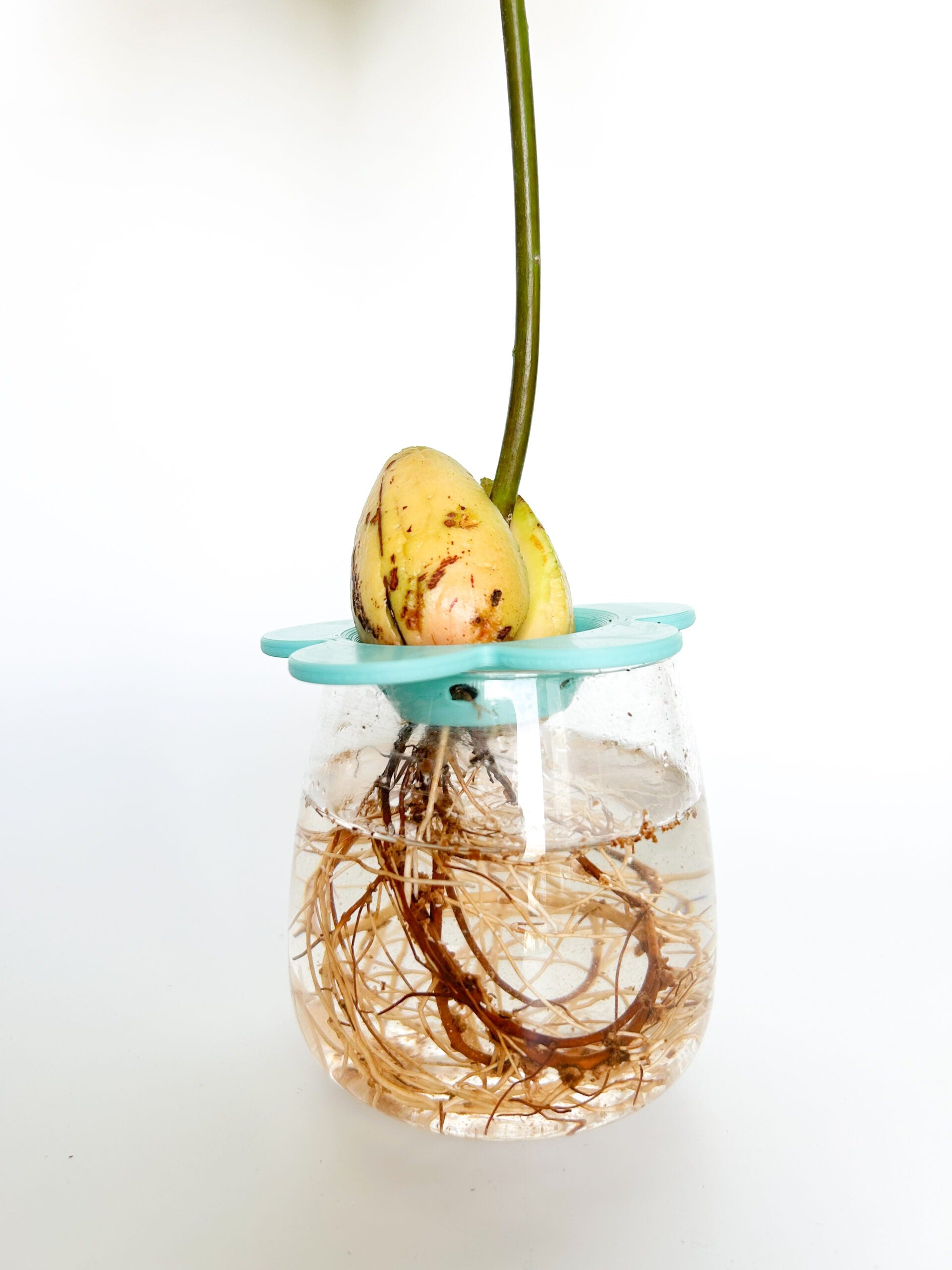 מתקן הנבטה לאבוקדו