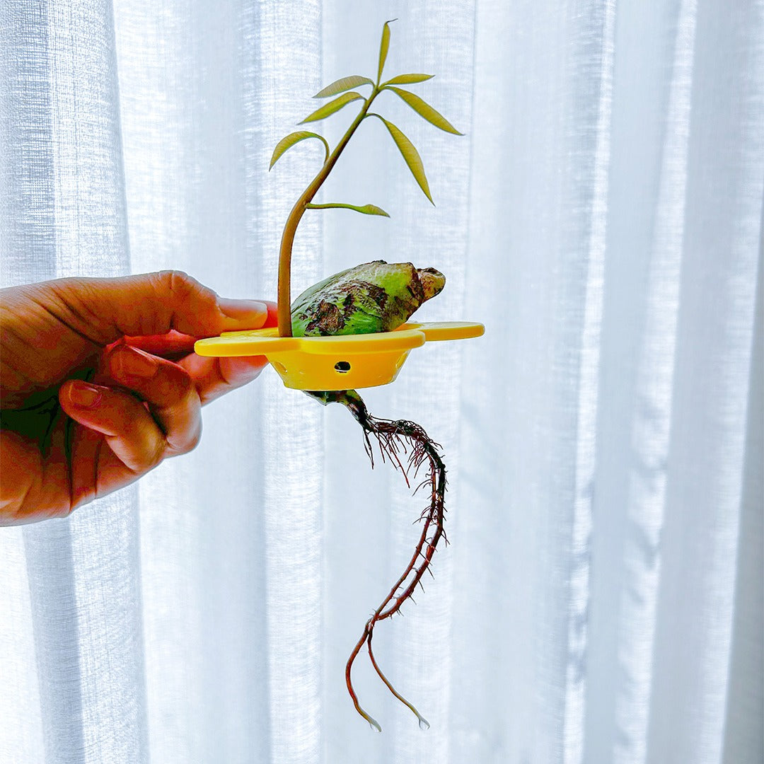 מתקן הנבטה לאבוקדו