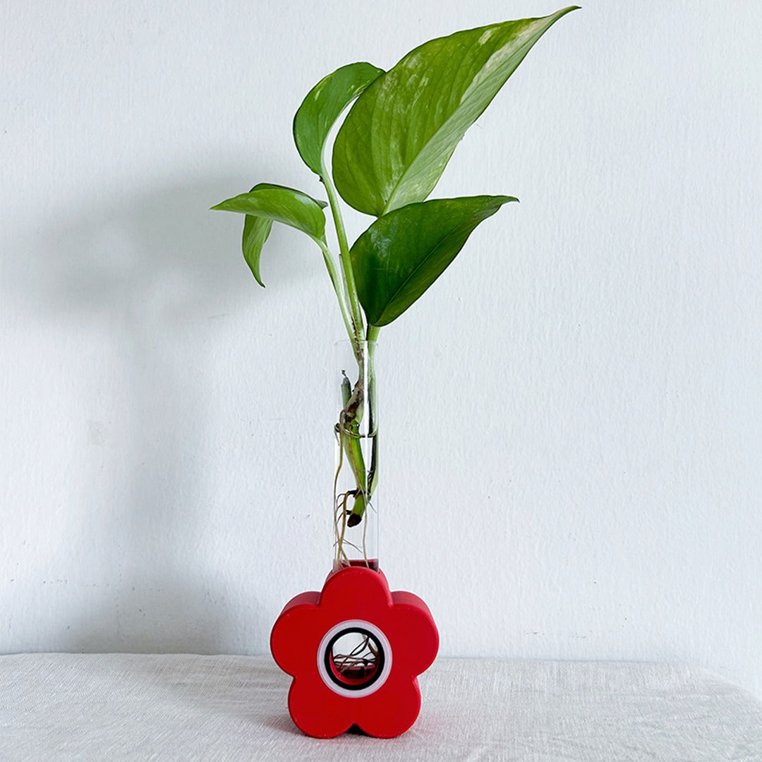 מתקן ייחורים משולב: שולחני, מגנטי ותלוי | כלנית