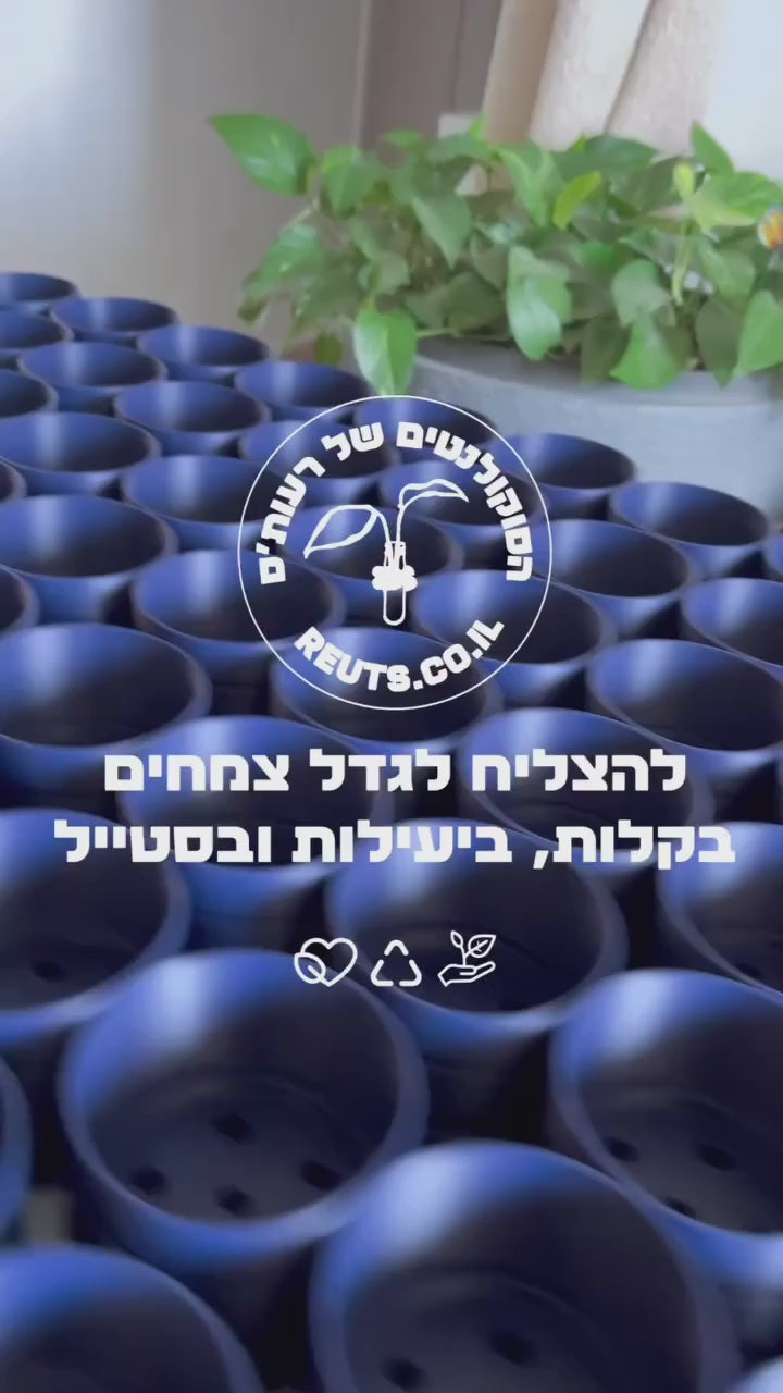 Load video: מתקן ייחורים מעוצב בצבע ורוד עם מבחנות זכוכית ובהן פרחים צבעוניים מוארים באור טבעי על רקע בהיר