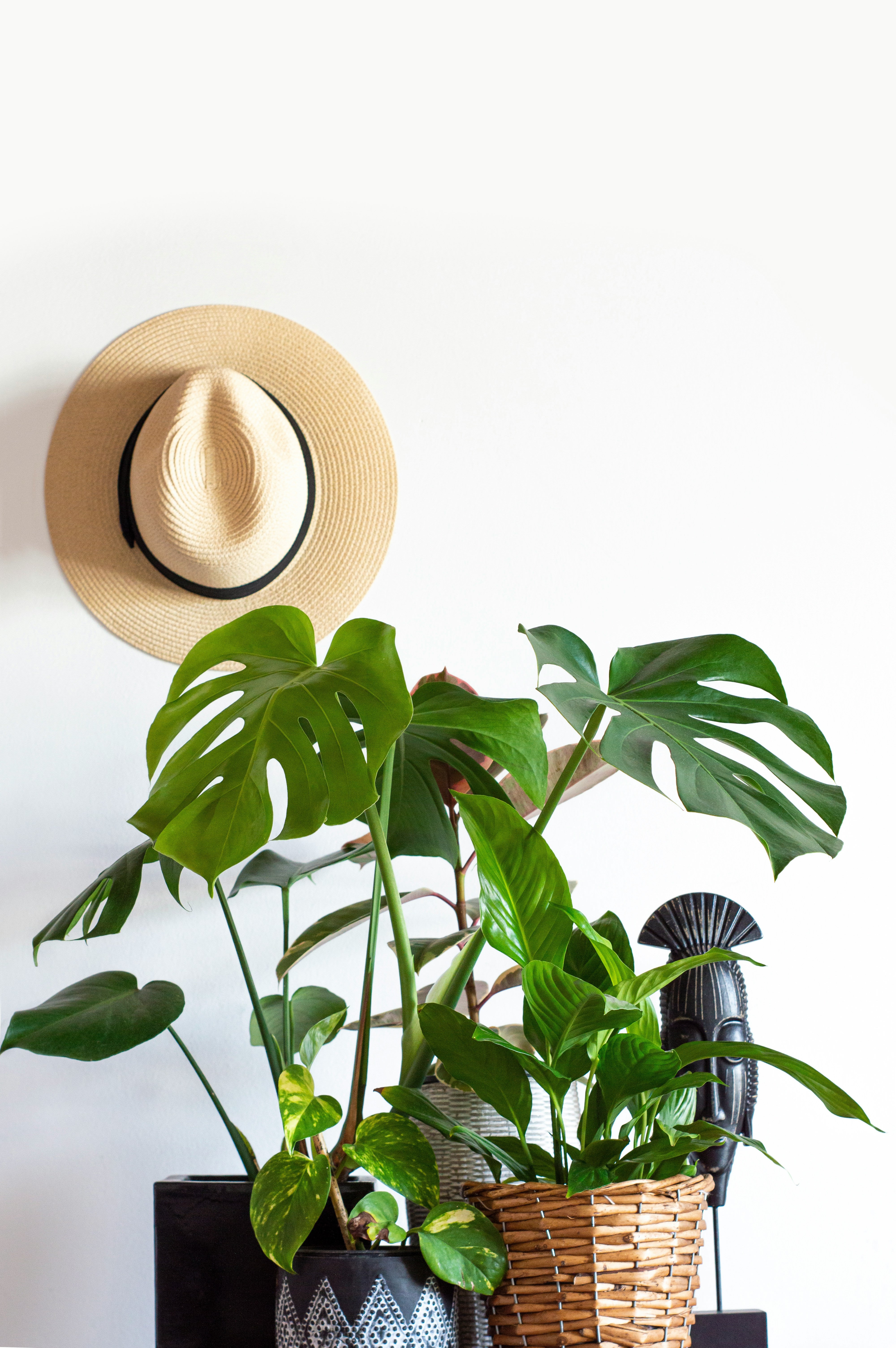 הייחורים של רעות׳ס