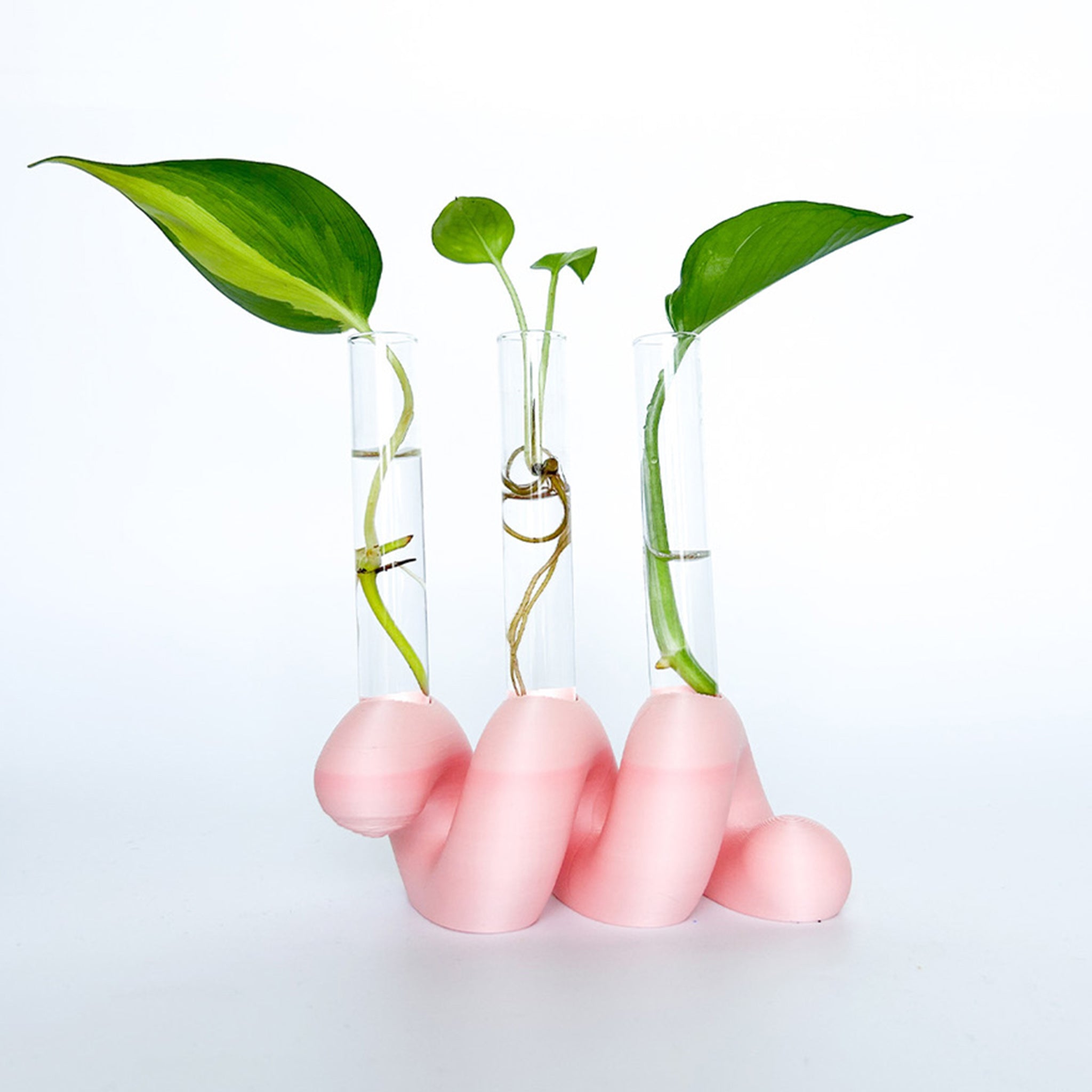 מתקן ייחורים שולחני | ספרינג