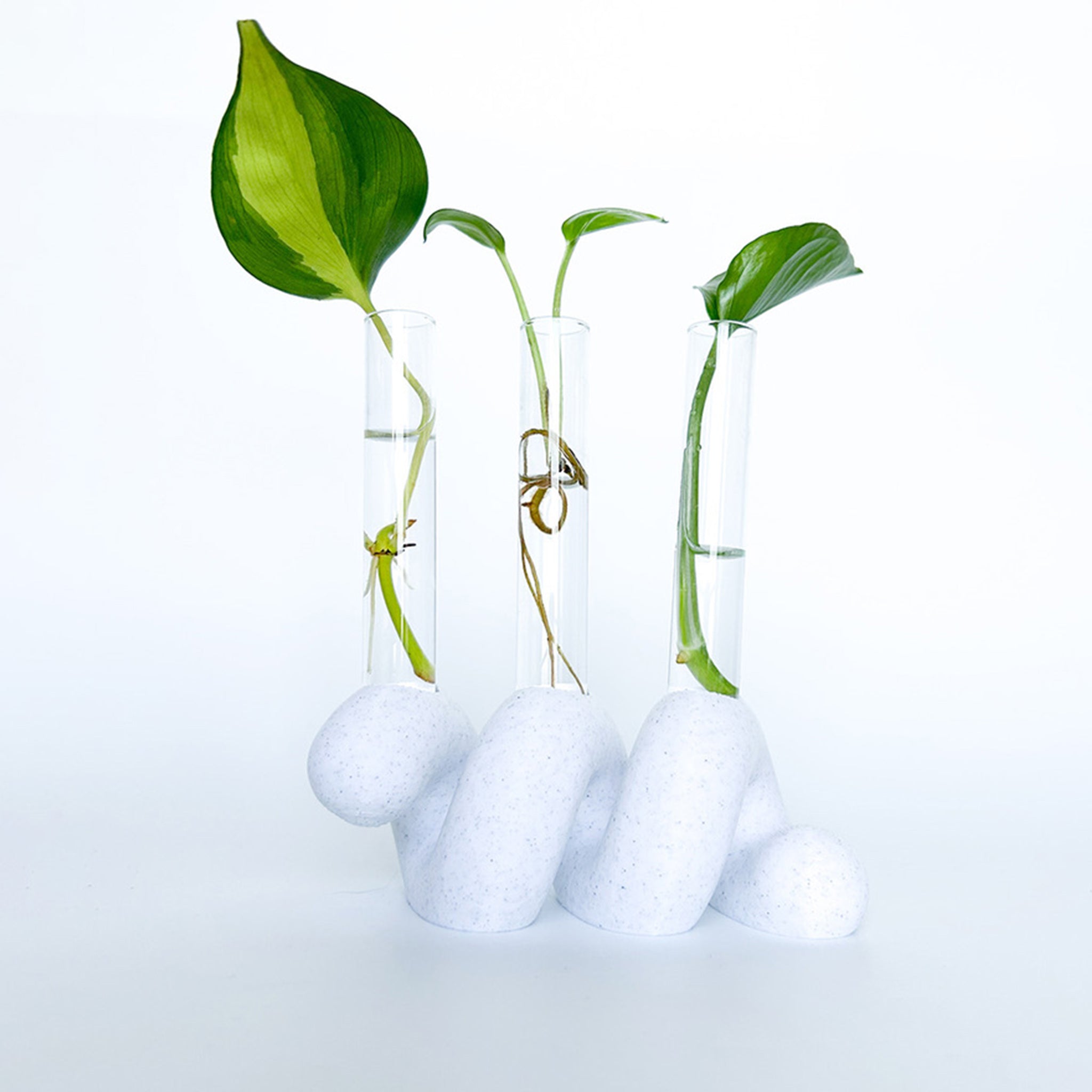 מתקן ייחורים שולחני | ספרינג