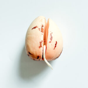 גרעין אבוקדו מונבט