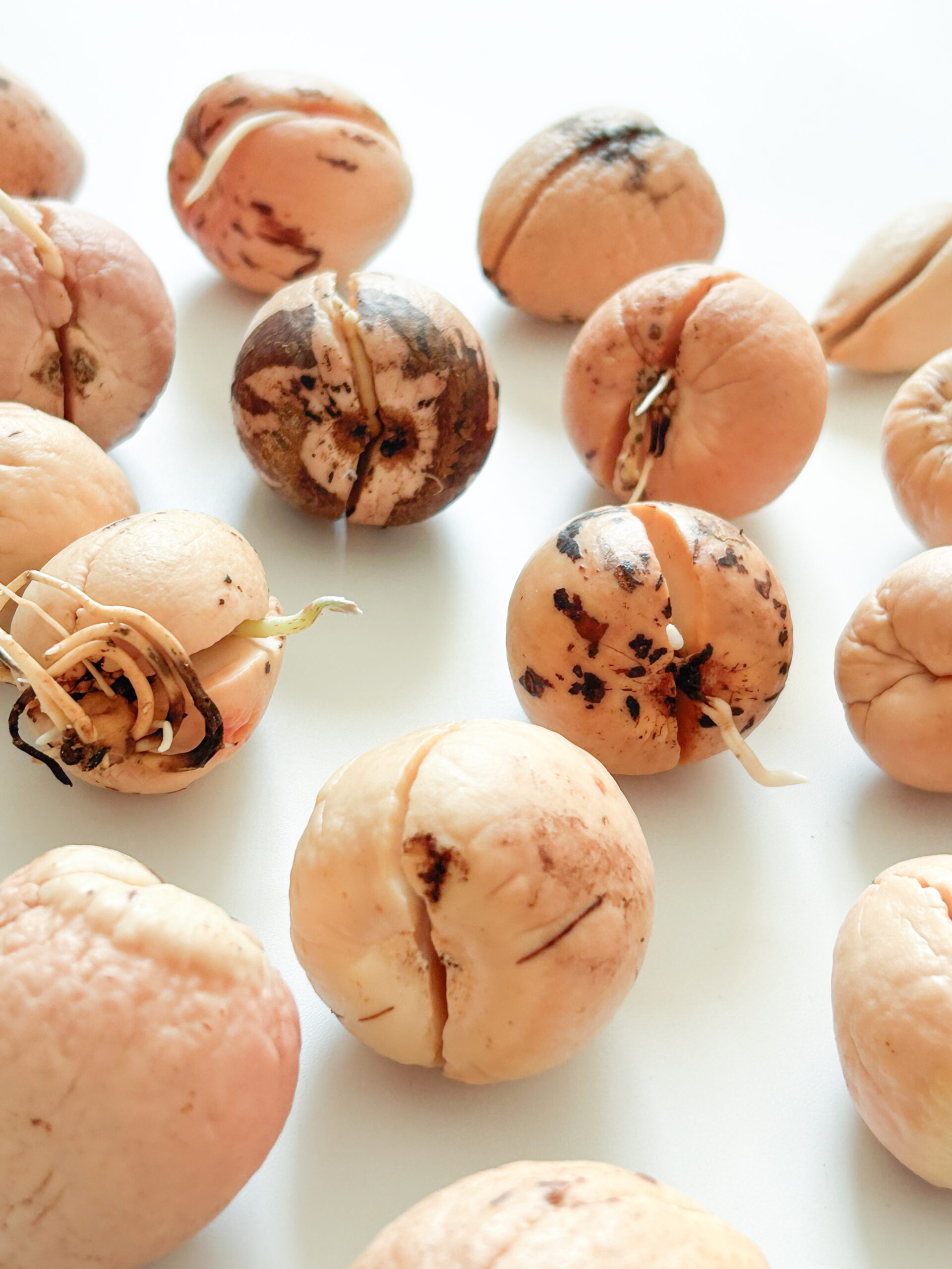 גרעין אבוקדו מונבט