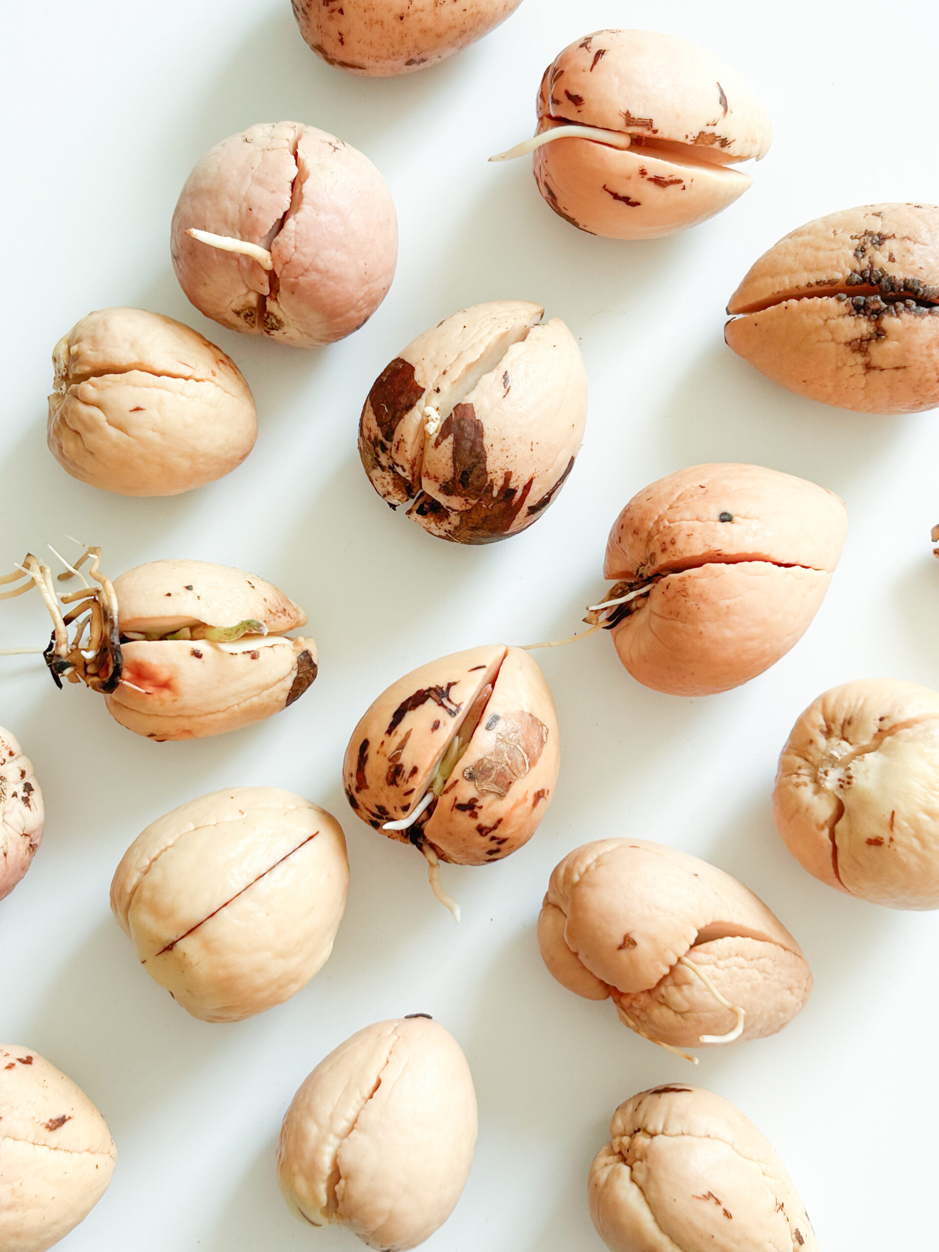 גרעין אבוקדו מונבט