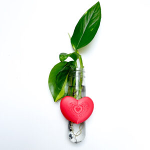 מתקן ייחורים מגנטי בצבע אדום עם צמח מטפס ושורשים בצורת לב