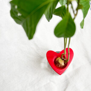 מתקן הנבטה לאבוקדו - לב