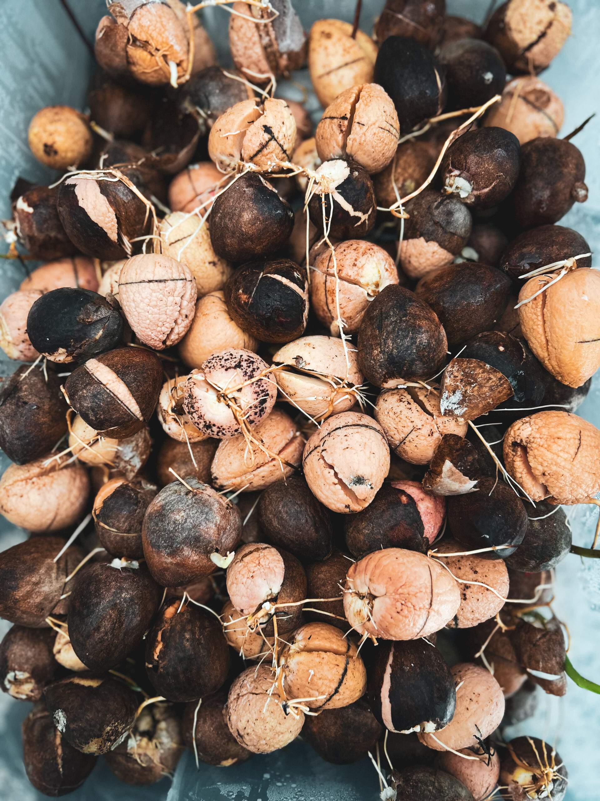 גרעין אבוקדו מונבט – תמונה 5