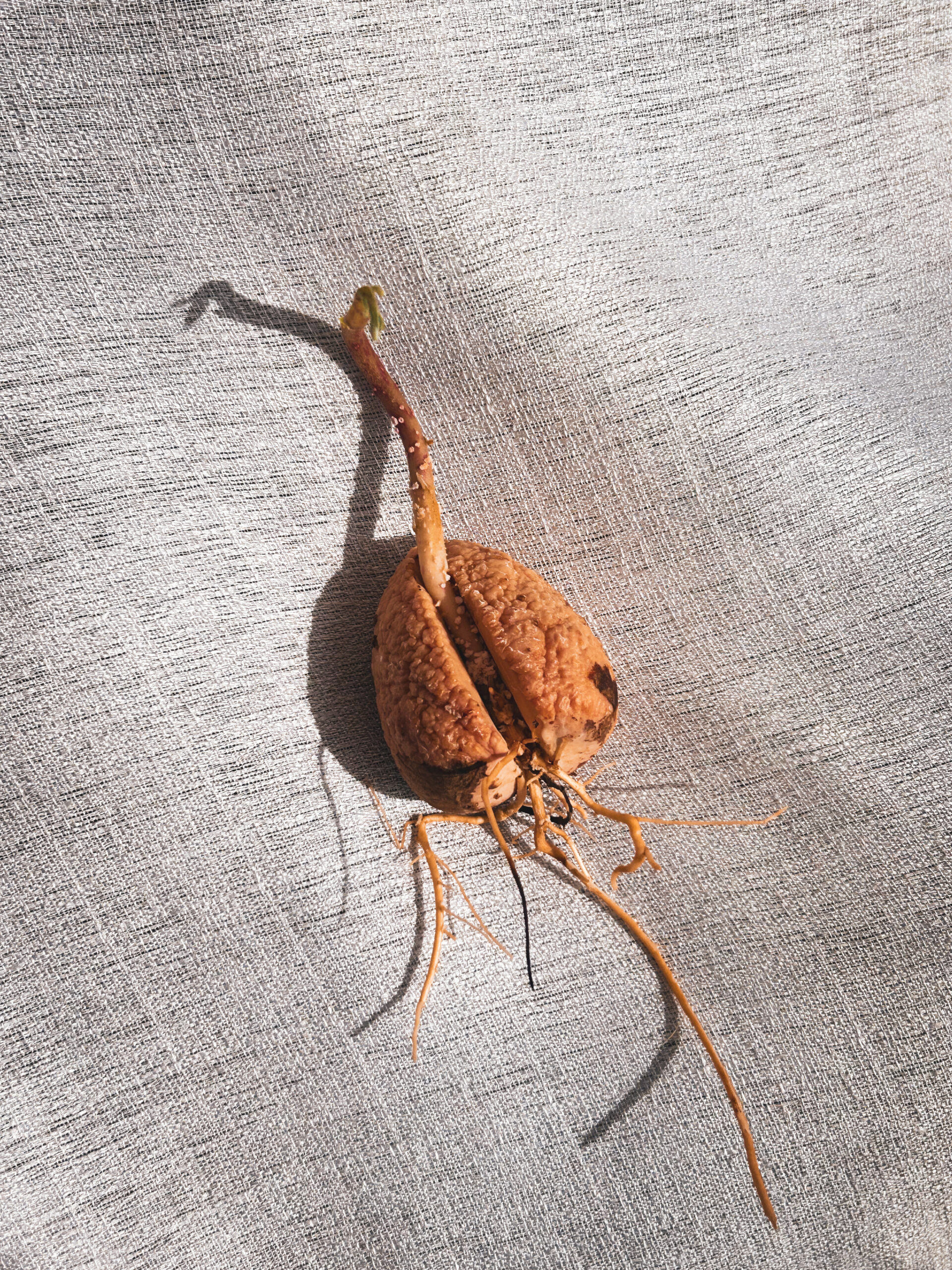 גרעין אבוקדו מונבט – תמונה 6