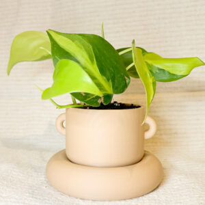 ערכת שתילה של זוטא לבנה בספל מודפס בתלת־ממד עם תחתית אטומה לניקוז